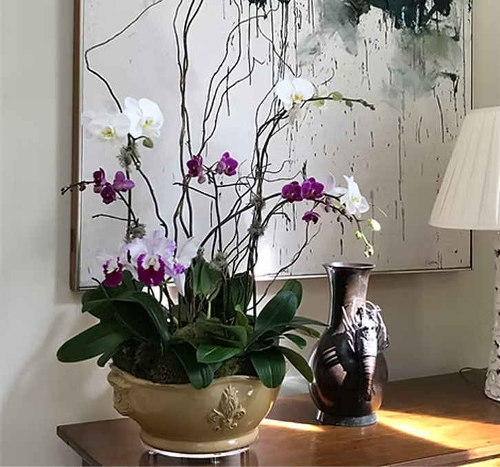 Interior Plant Installation & Maintenance
